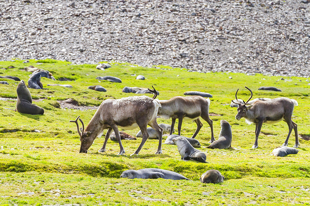 A small group of introduced reindeer (Rangifer tarandus) before eradication in Stromness Bay, South Georgia, Polar Regions