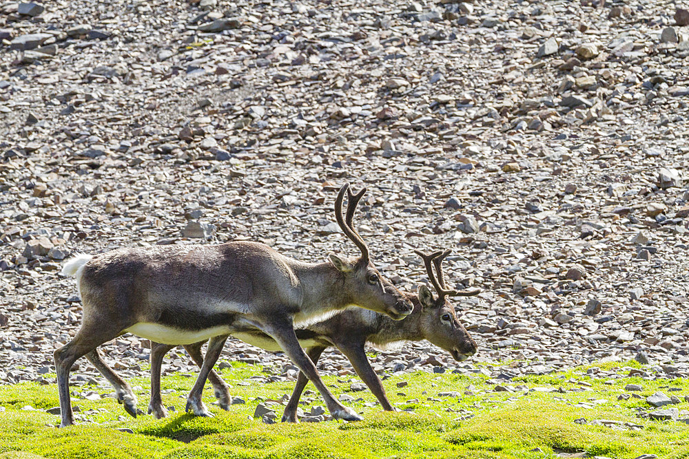 A small group of introduced reindeer (Rangifer tarandus) before eradication in Stromness Bay, South Georgia, Polar Regions