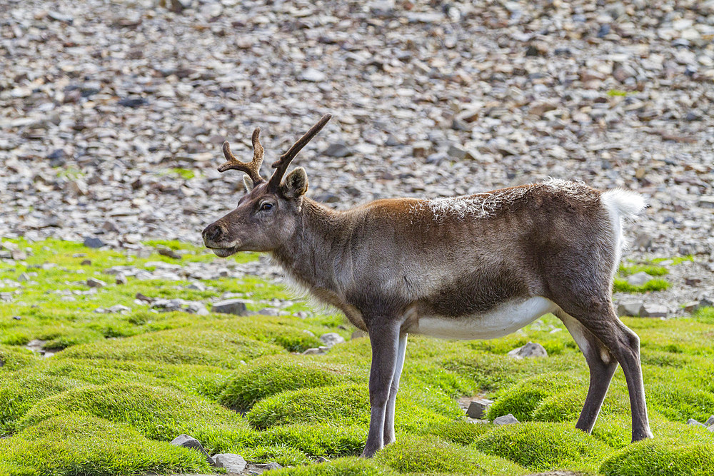 A small group of introduced reindeer (Rangifer tarandus) before eradication in Stromness Bay, South Georgia.