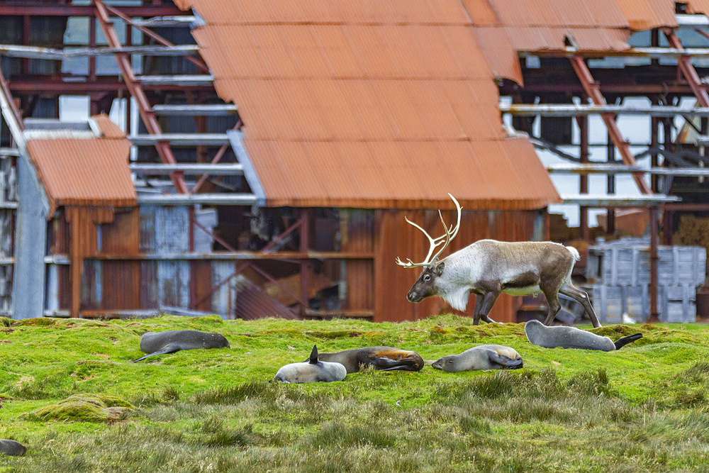 An adult bull introduced reindeer (Rangifer tarandus) before eradication in Stromness Bay, South Georgia, Polar Regions