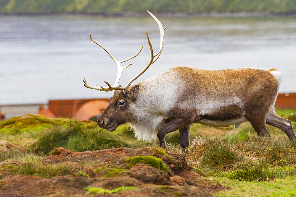 An adult bull introduced reindeer (Rangifer tarandus) before eradication in Stromness Bay, South Georgia, Polar Regions