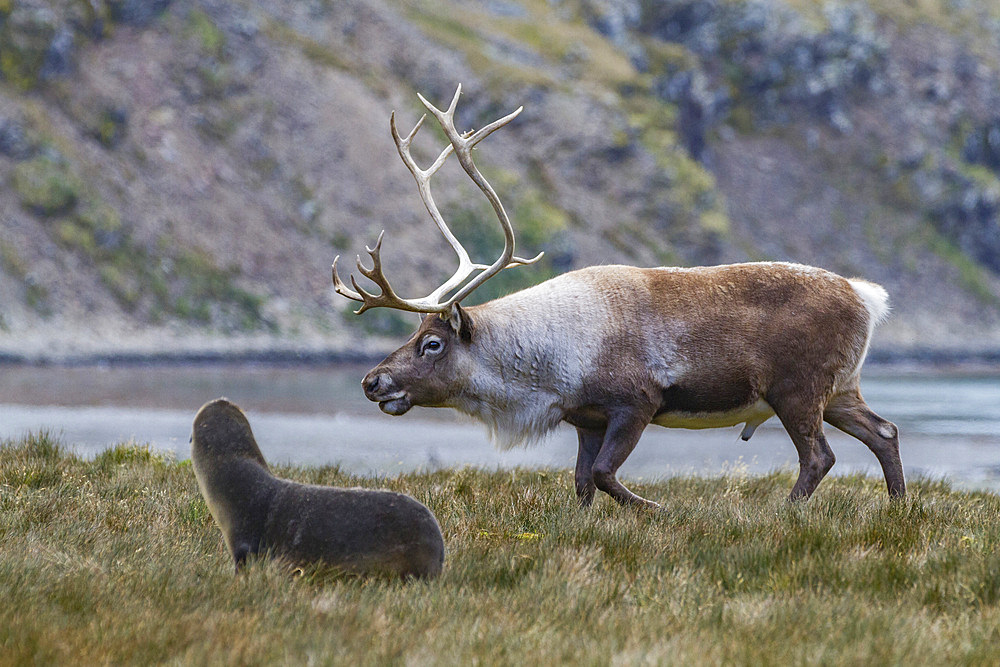 An adult bull introduced reindeer (Rangifer tarandus) before eradication in Stromness Bay, South Georgia, Polar Regions