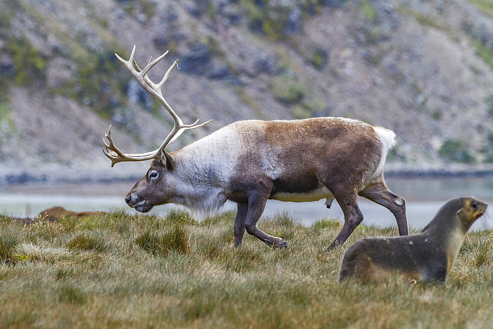 An adult bull introduced reindeer (Rangifer tarandus) before eradication in Stromness Bay, South Georgia, Polar Regions