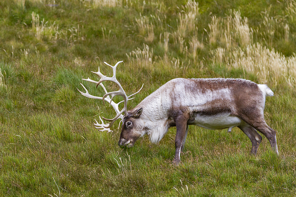 An adult bull introduced reindeer (Rangifer tarandus) before eradication in Stromness Bay, South Georgia, Polar Regions