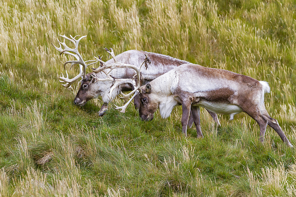 Adult bull introduced reindeer (Rangifer tarandus) before eradication in Stromness Bay, South Georgia, Polar Regions