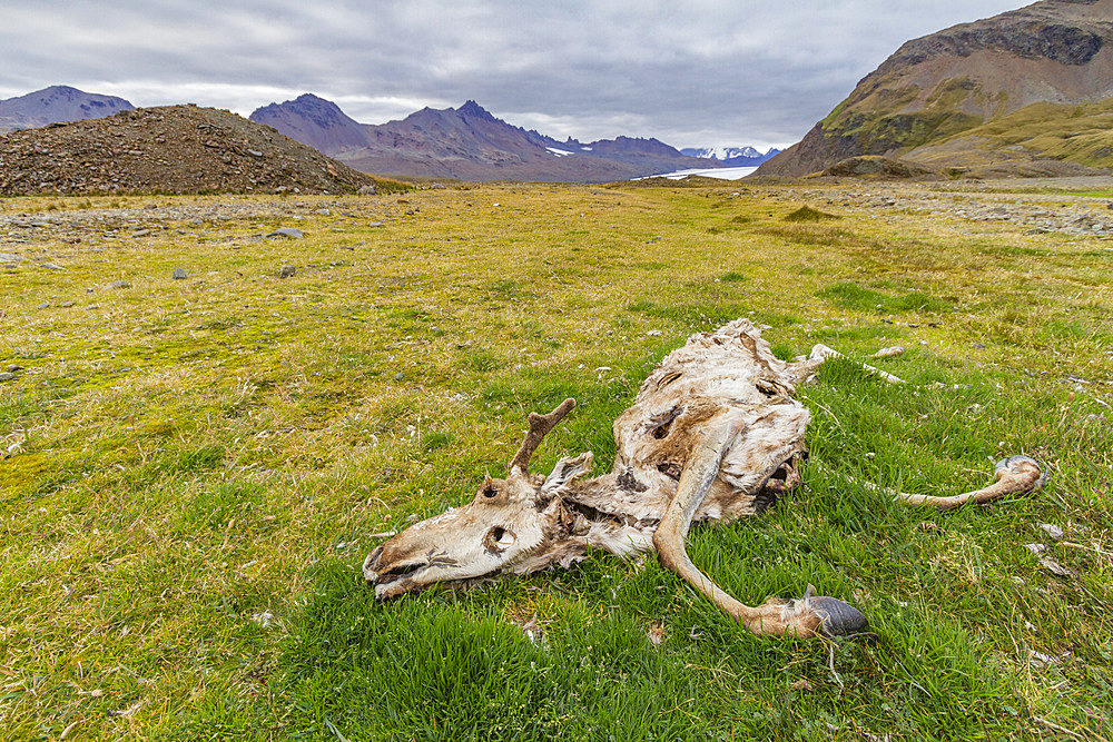 The carcass of an eradicated reindeer (Rangifer tarandus) in Fortuna Bay, South Georgia, Polar Regions