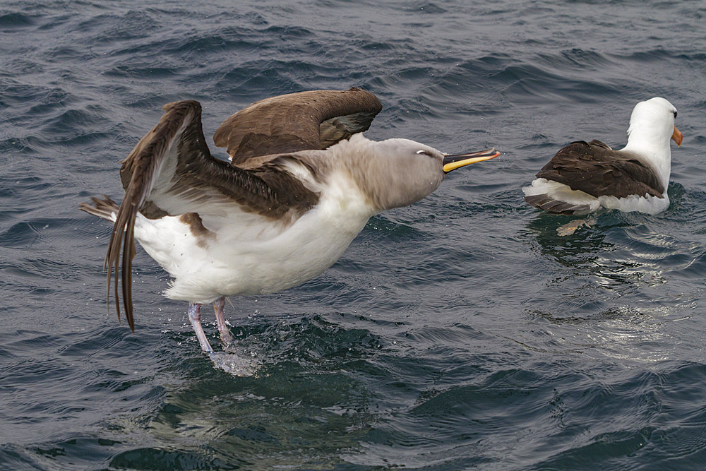 Adult grey-headed albatross (Thalassarche chrysostoma) (grey-headed mollymawk), Elsehul, South Georgia, Polar Regions