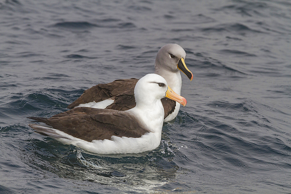 Adult black-browed albatross (Thalassarche melanophrys) in Elsehul on South Georgia, Southern Ocean, Polar Regions