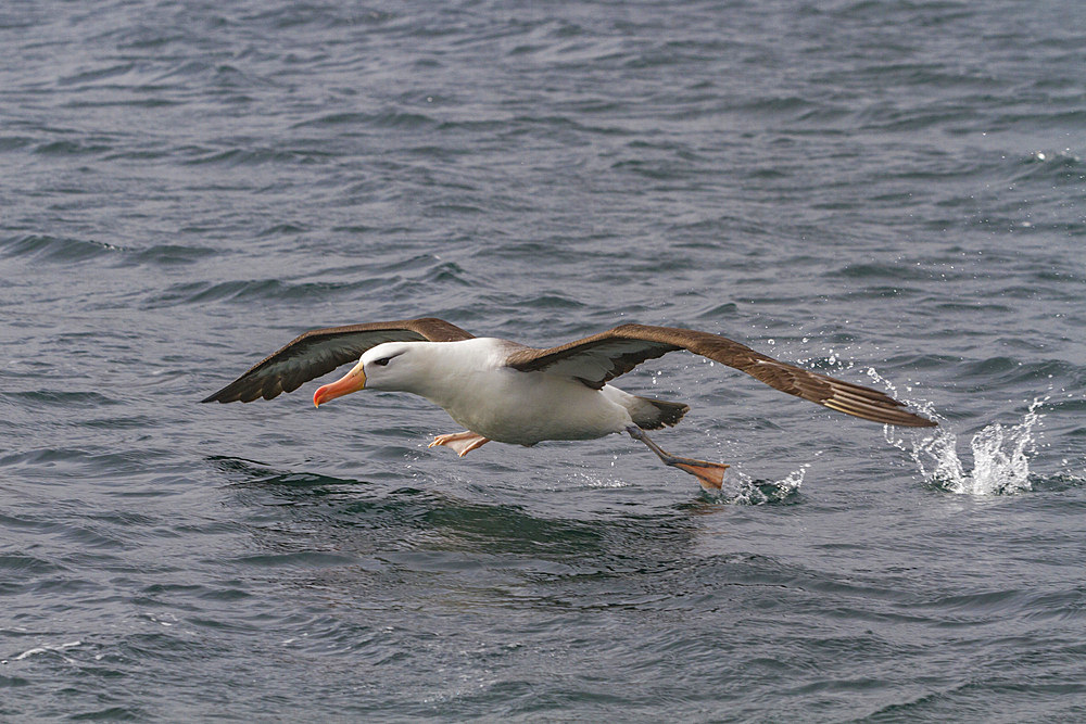 Adult black-browed albatross (Thalassarche melanophrys) in Elsehul on South Georgia, Southern Ocean, Polar Regions