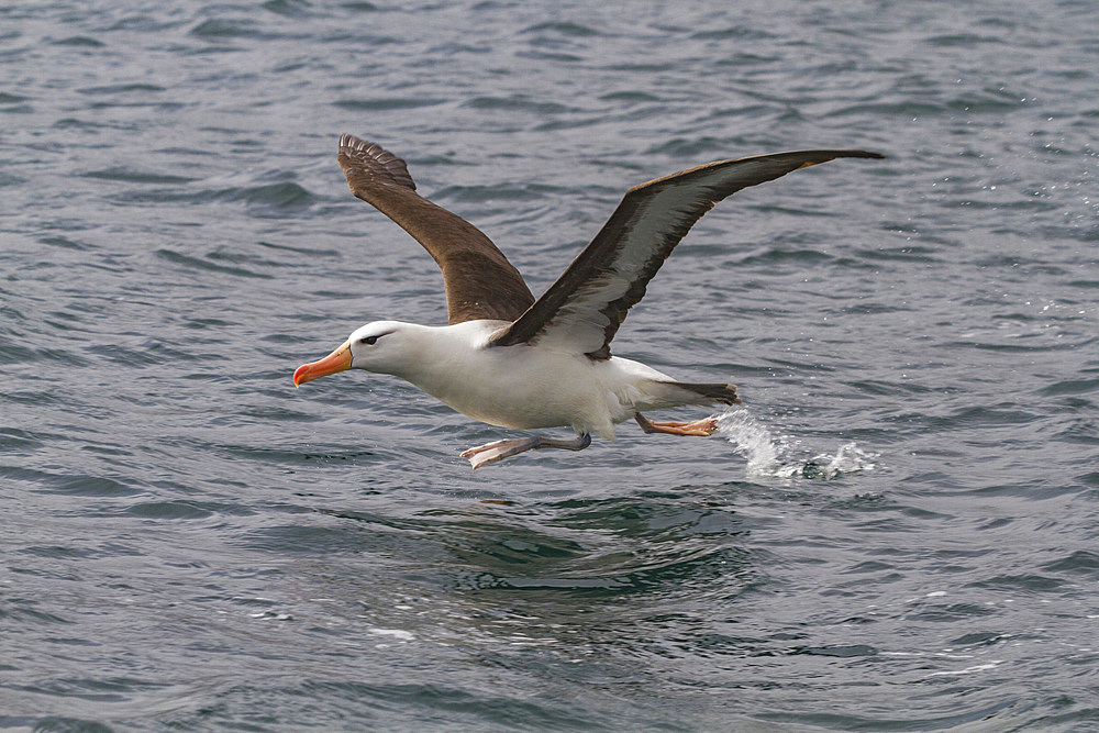 Adult black-browed albatross (Thalassarche melanophrys) in Elsehul on South Georgia, Southern Ocean, Polar Regions