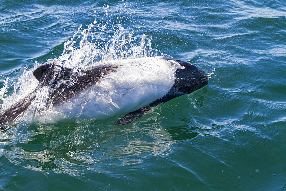 Adult Commerson's dolphin (Cephalorhynchus commersonii) surfacing, Carcass Island in the Falkland Islands.