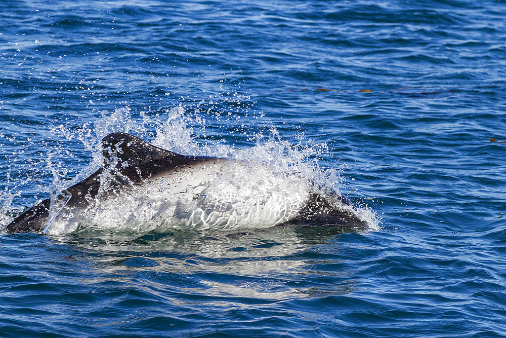 Adult Commerson's dolphin (Cephalorhynchus commersonii) surfacing, Carcass Island in the Falkland Islands, South America