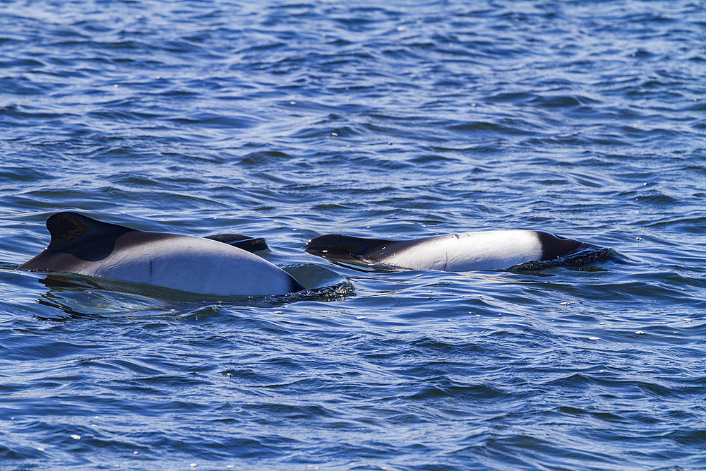 Adult Commerson's dolphins (Cephalorhynchus commersonii) surfacing, Carcass Island in the Falkland Islands.