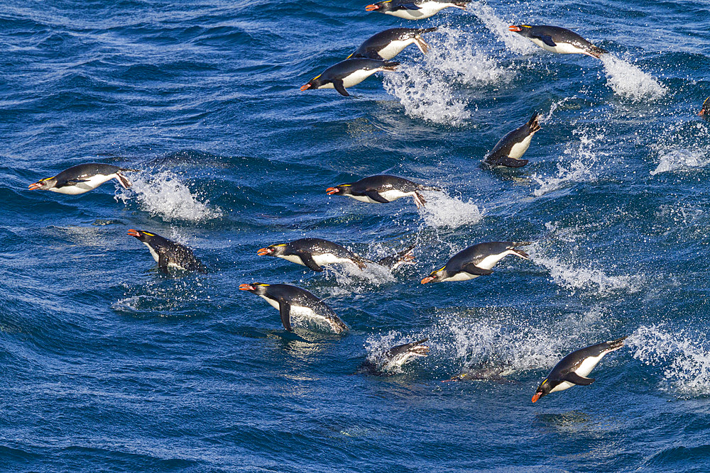 Adult macaroni penguins (Eudyptes chrysolophus) porpoising for speed while traveling to breeding colony, South Georgia.