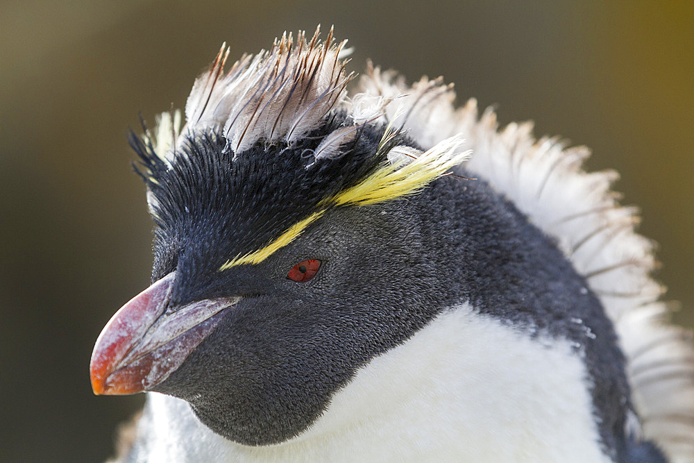 Adult southern rockhopper penguin (Eudyptes chrysocome chrysocome) at breeding and molting colony, Falkland Islands.