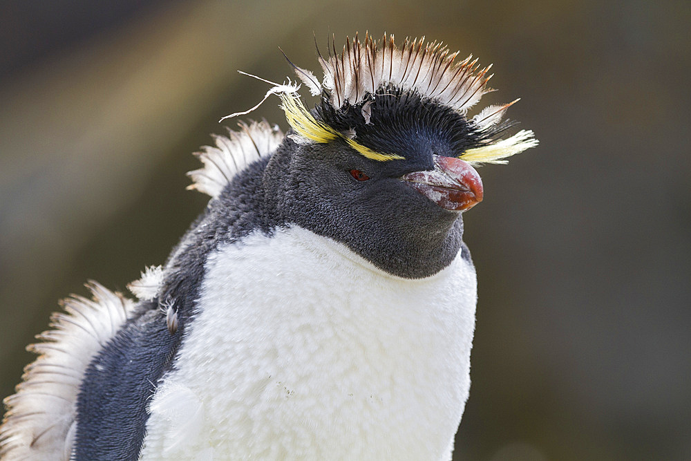 Adult southern rockhopper penguin (Eudyptes chrysocome chrysocome) at breeding and molting colony, Falkland Islands.