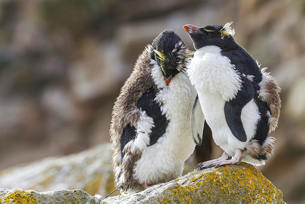 Adult southern rockhopper penguins (Eudyptes chrysocome chrysocome) at breeding and molting colony, Falkland Islands.