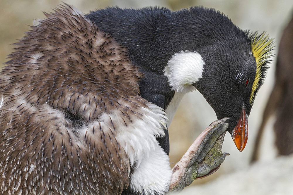 Adult southern rockhopper penguin (Eudyptes chrysocome chrysocome) at breeding and molting colony, Falkland Islands, South America