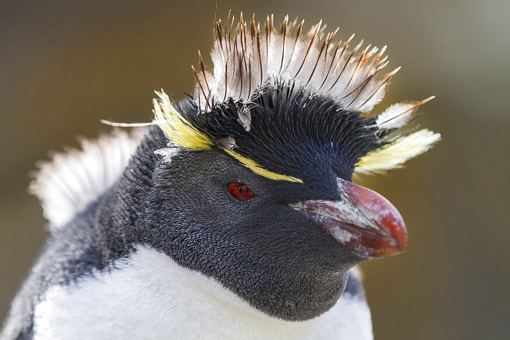 Adult southern rockhopper penguin (Eudyptes chrysocome chrysocome) at breeding and molting colony, Falkland Islands, South America