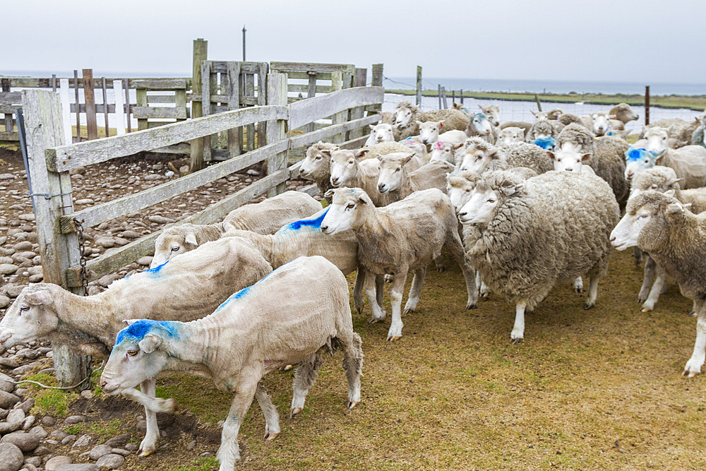 A tour of the Long Island sheep farm outside Stanley in the Falkland Islands, South Atlantic Ocean, South America