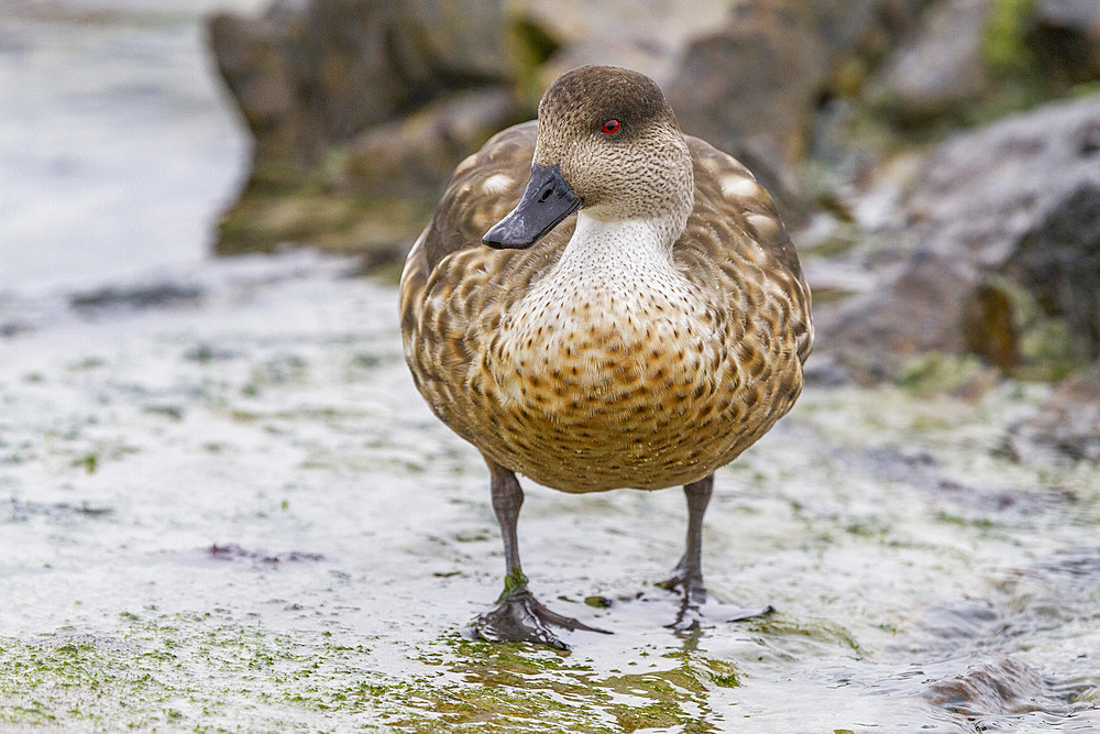 Adult Patagonian crested duck (Lophonetta specularioides specularioides) on Carcass Island in the Falkland Islands, South America