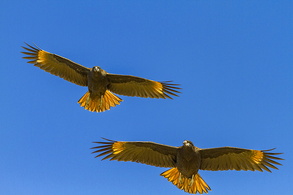 Striated caracaras (Phalcoboenus australis) in flight on Carcass Island in the Falkland Islands, South Atlantic Ocean, South America