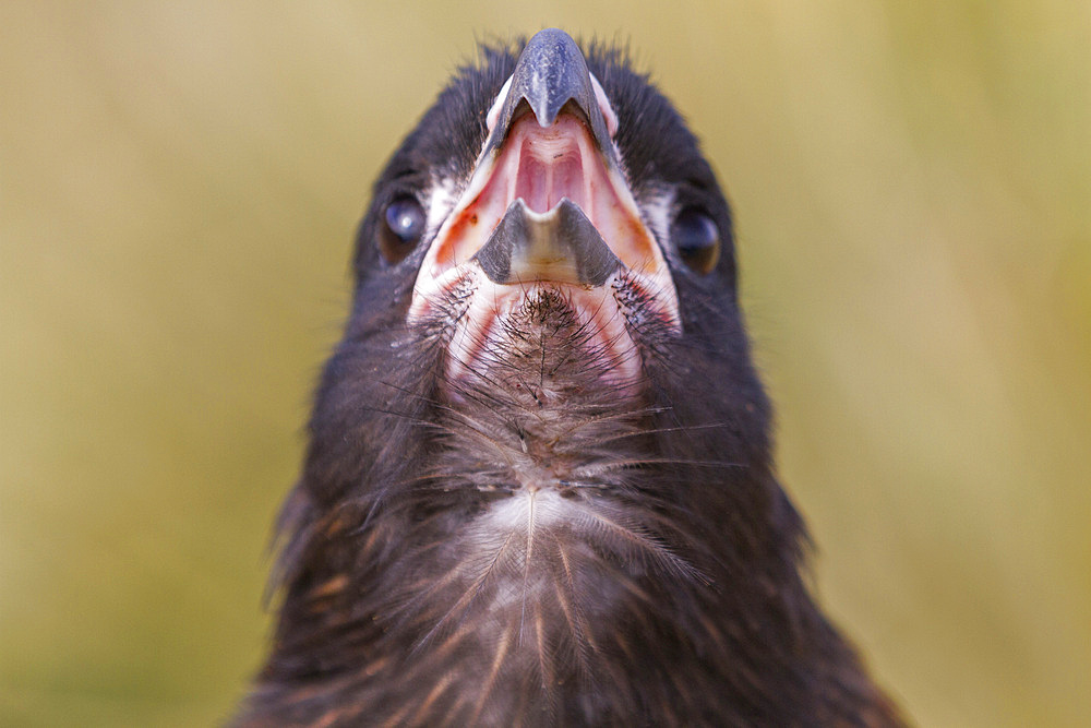 Adult striated caracara (Phalcoboenus australis) on Carcass Island in the Falkland Islands, South Atlantic Ocean.