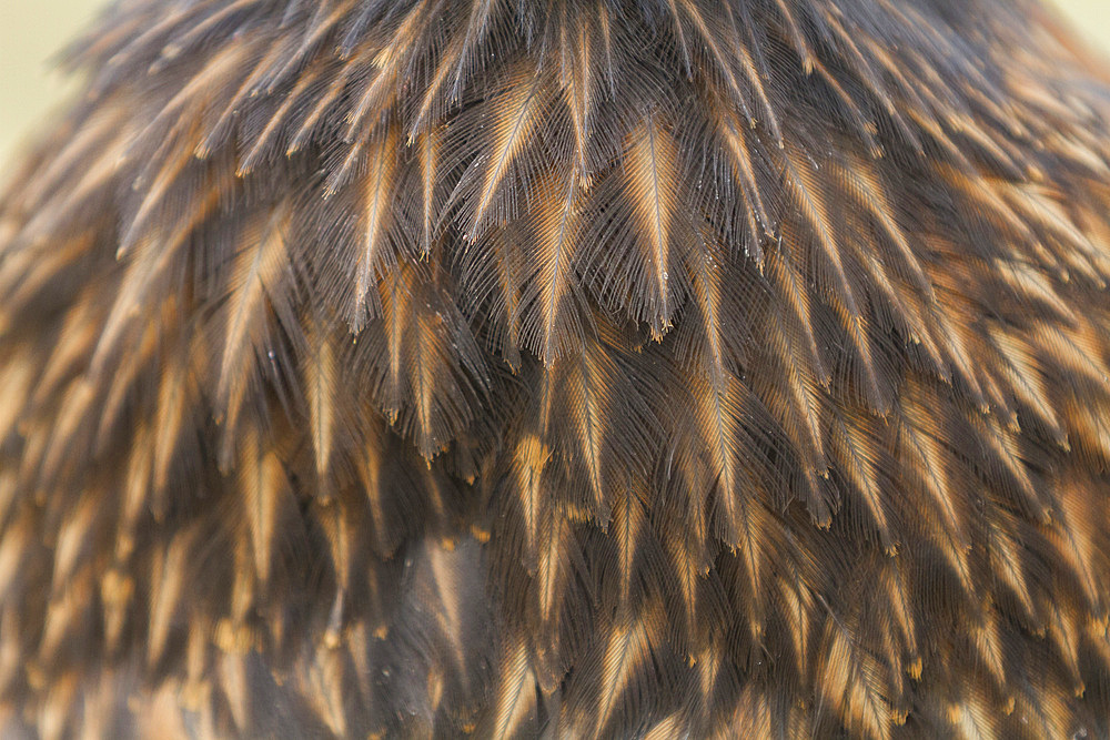 Striated caracara (Phalcoboenus australis) feather detail, on Carcass Island in the Falkland Islands, South Atlantic Ocean, South America