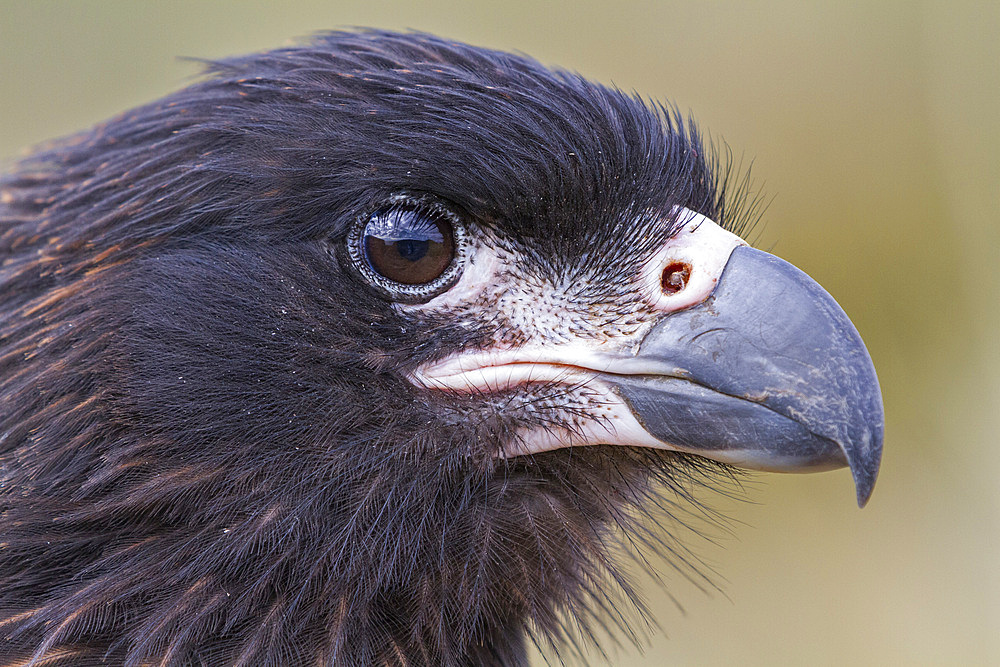 Adult striated caracara (Phalcoboenus australis), close-up, on Carcass Island in the Falkland Islands, South Atlantic Ocean, South America