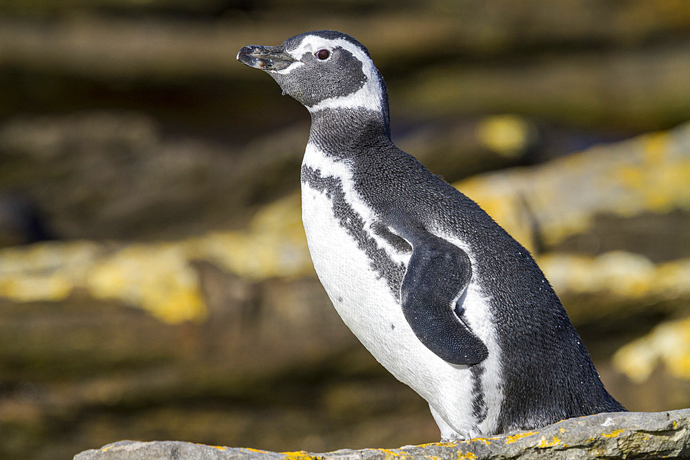 Adult Magellanic penguin (Spheniscus magellanicus) at breeding and molting site on Carcass Island, Falkland Islands.