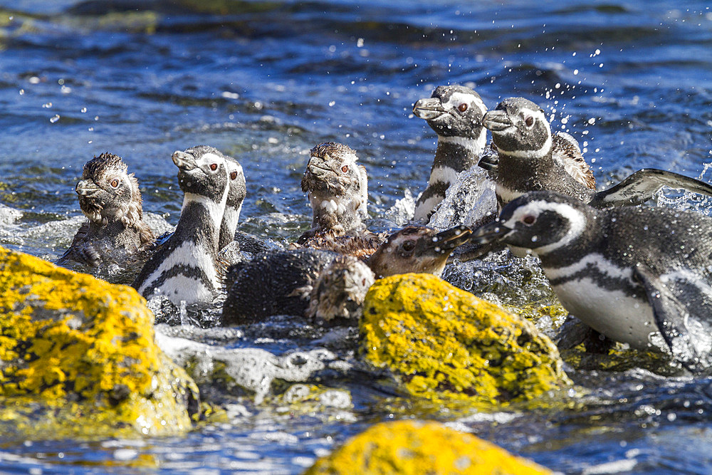 Adult Magellanic penguins (Spheniscus magellanicus) at breeding and molting site on Carcass Island, Falkland Islands, South America