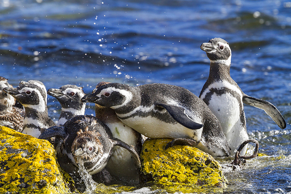 Adult Magellanic penguins (Spheniscus magellanicus) at breeding and molting site on Carcass Island, Falkland Islands, South America