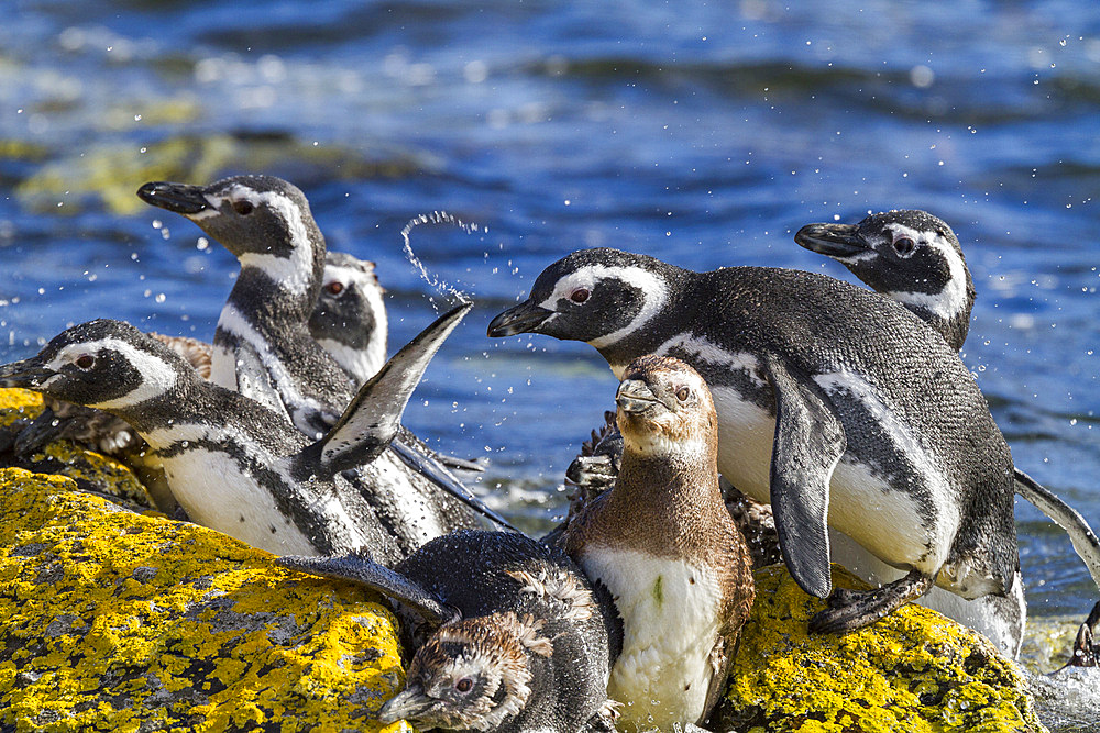 Adult Magellanic penguins (Spheniscus magellanicus) at breeding and molting site on Carcass Island, Falkland Islands.