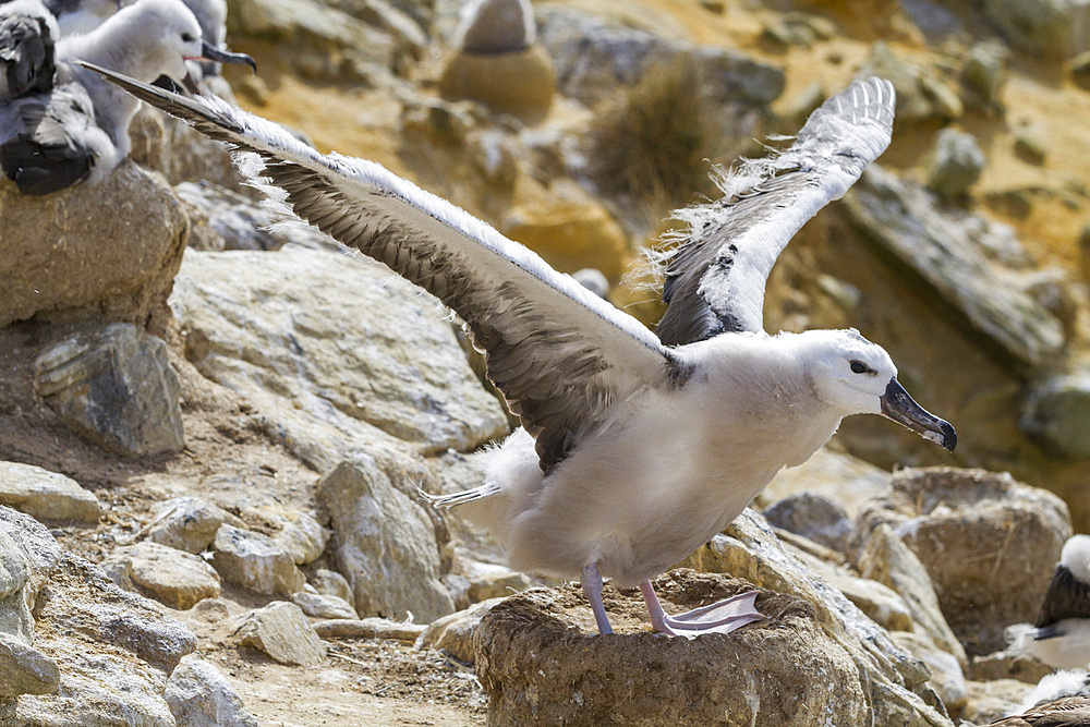 Black-browed albatross (Thalassarche melanophrys) chick on the nest at nesting site on New Island, Falklands.