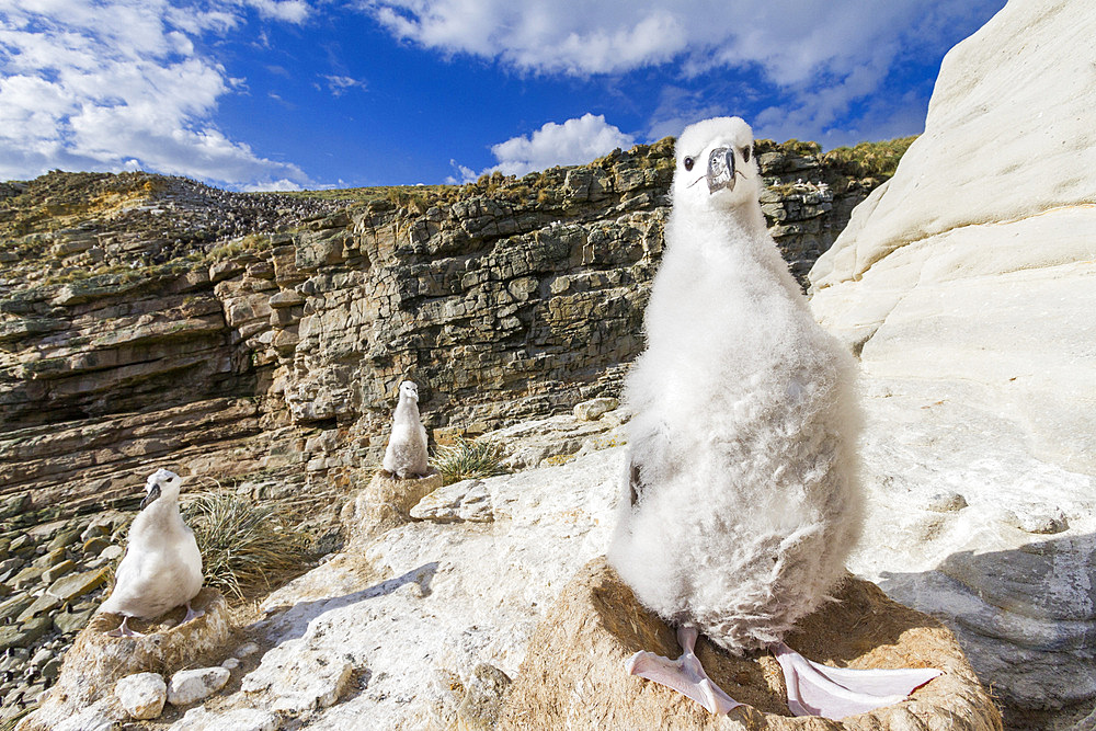 Black-browed albatross (Thalassarche melanophrys) chick on the nest at nesting site on New Island, Falklands, South America