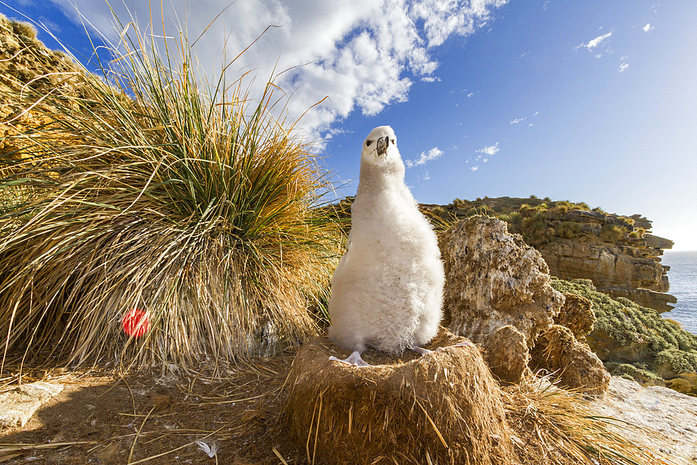 Black-browed albatross (Thalassarche melanophrys) chick on the nest at nesting site on New Island, Falklands.