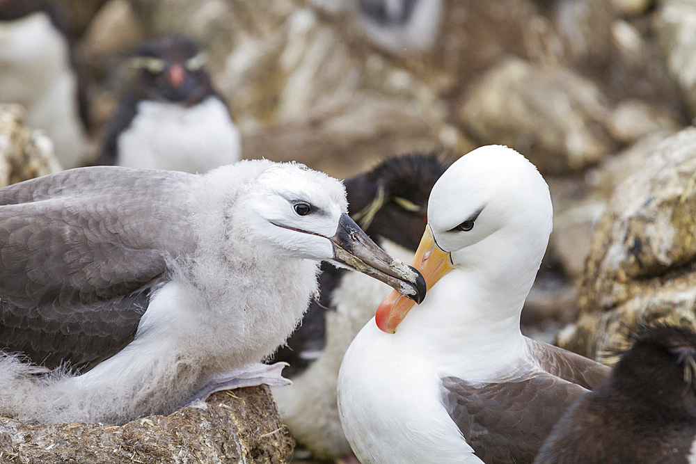 Black-browed albatross (Thalassarche melanophrys) adult feeding chick at nesting site on West Point Island, Falkland Islands, South America