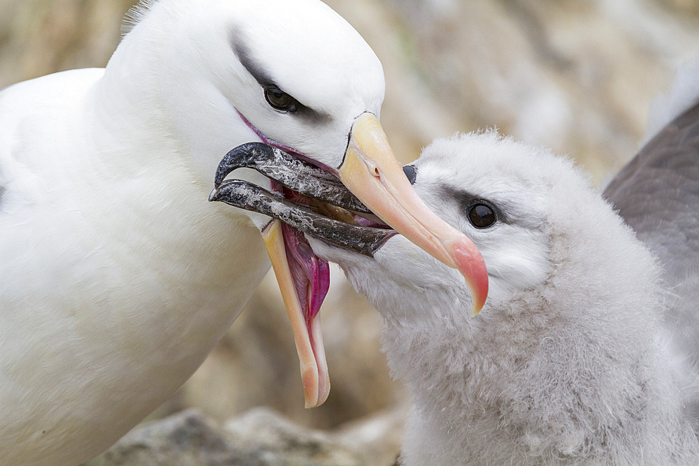 Black-browed albatross (Thalassarche melanophrys) adult feeding chick at nesting site on West Point Island, Falkland Islands.