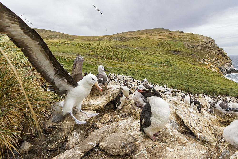 Black-browed albatross (Thalassarche melanophrys) nesting site on West Point Island, Falklands, South Atlantic Ocean, South America