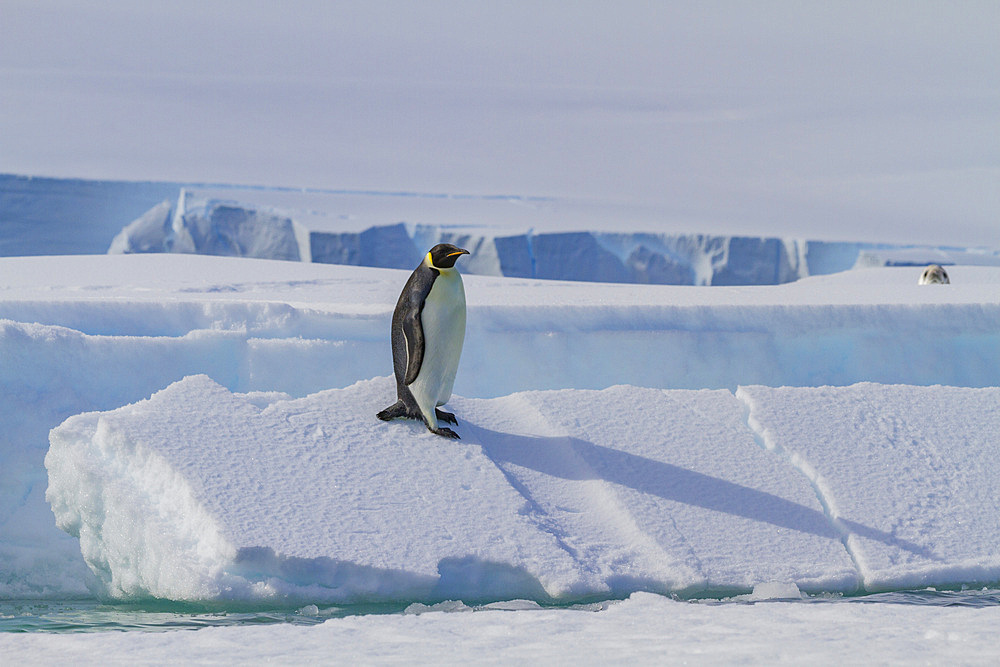 A lone adult emperor penguin (Aptenodytes forsteri) on sea ice in the Gullet between Adelaide Island and the Antarctic Peninsula.