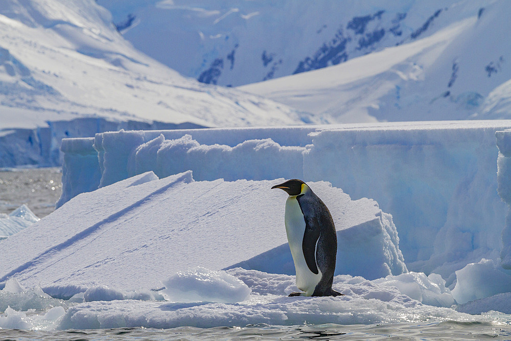 A lone adult emperor penguin (Aptenodytes forsteri) on sea ice in the Gullet between Adelaide Island and the Antarctic Peninsula, Antarctica, Polar Regions