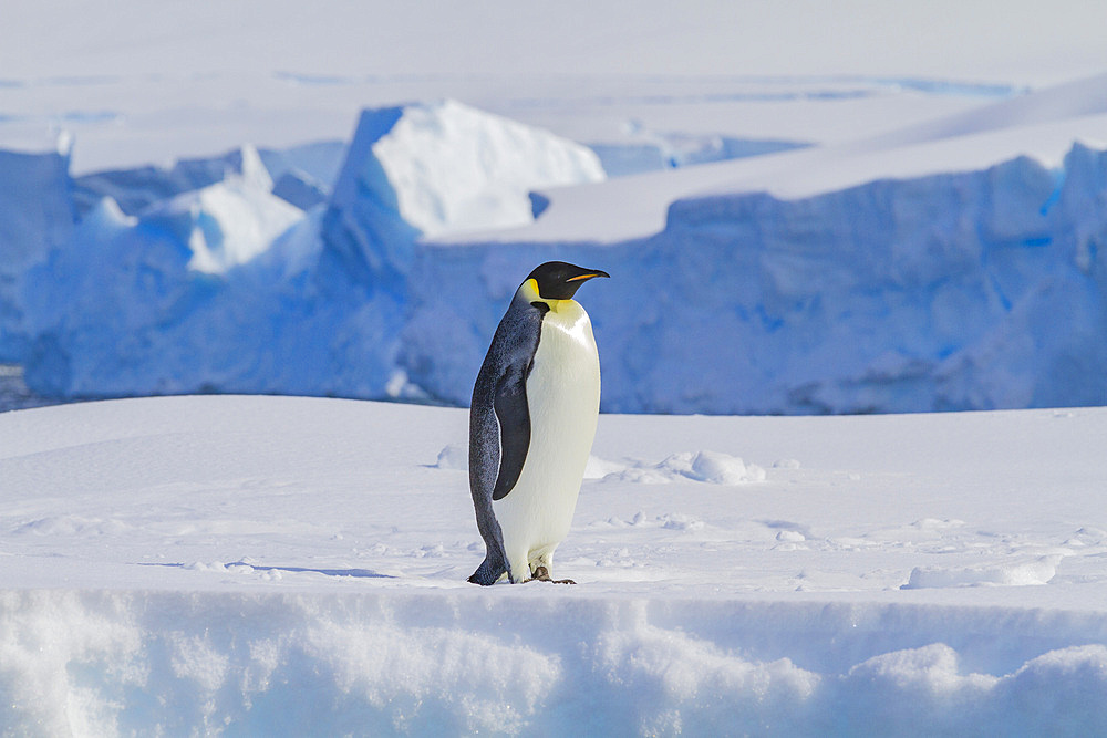 A lone adult emperor penguin (Aptenodytes forsteri) on sea ice in the Gullet between Adelaide Island and the Antarctic Peninsula, Antarctica, Polar Regions