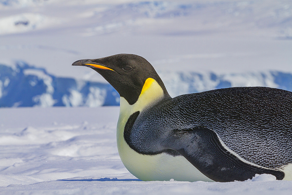 A lone adult emperor penguin (Aptenodytes forsteri) on sea ice in the Gullet between Adelaide Island and the Antarctic Peninsula.