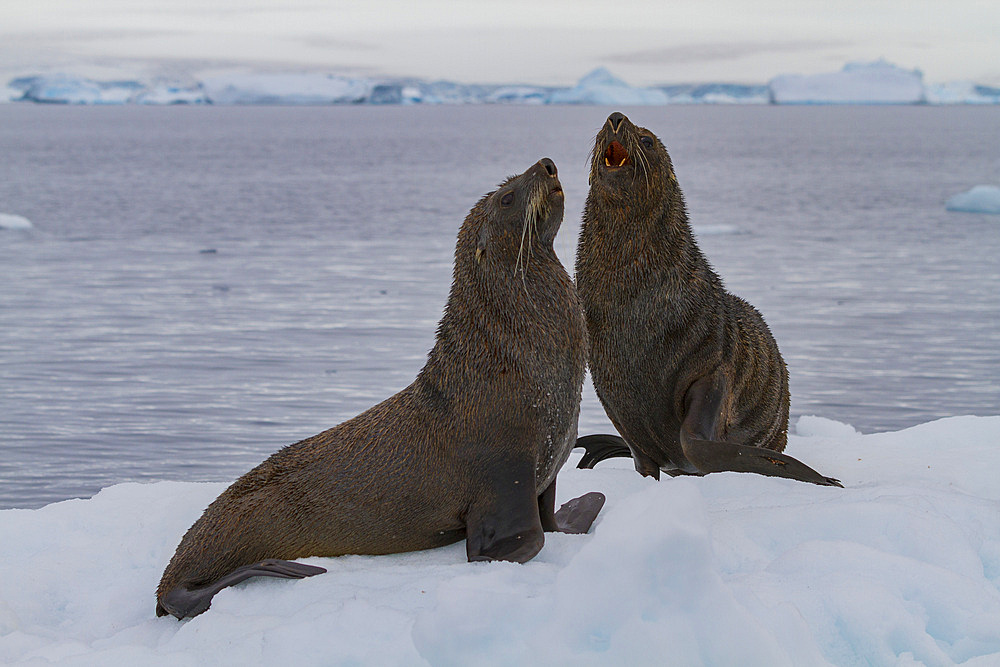 Adult male Antarctic fur seals (Arctocephalus gazella) hauled out on ice near Brown Bluff, Antarctica.