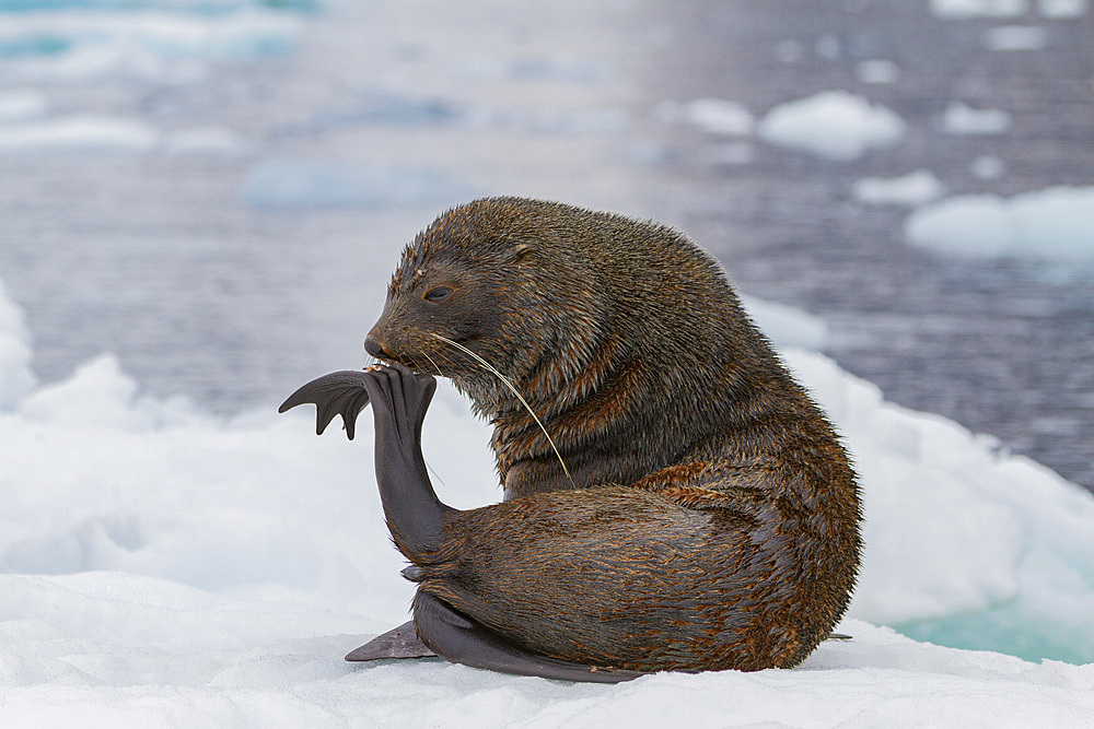 Adult male Antarctic fur seal (Arctocephalus gazella) hauled out on ice near Brown Bluff, Antarctica.