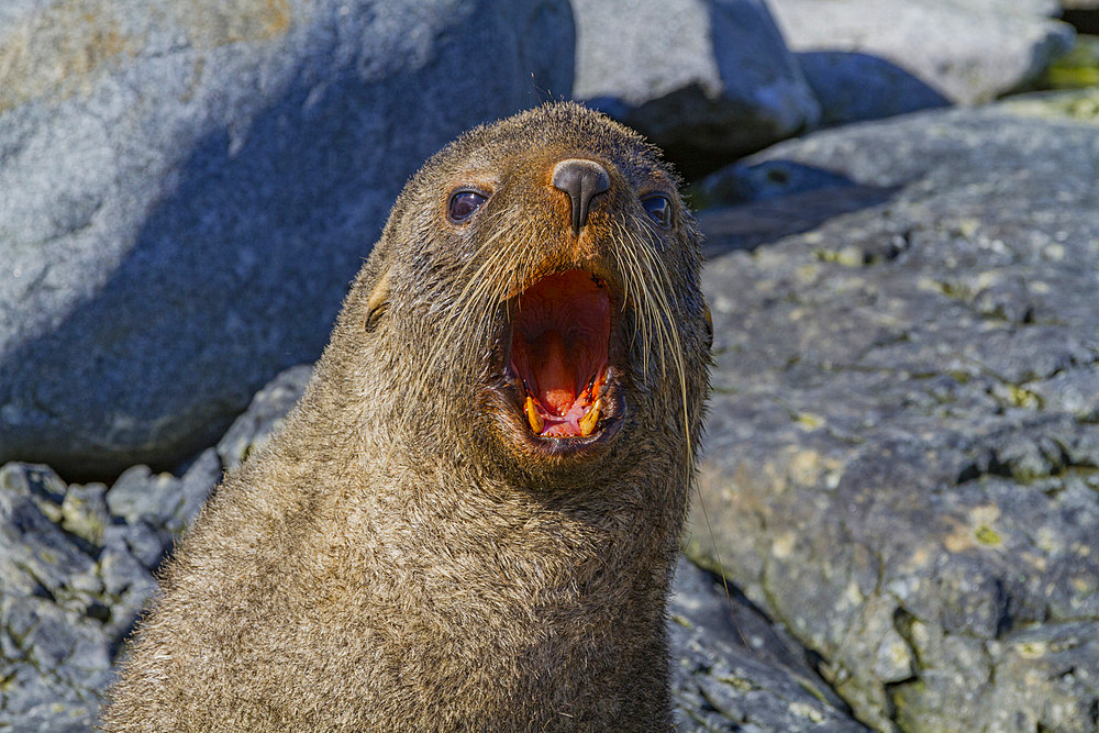 Adult male Antarctic fur seal (Arctocephalus gazella) head detail, Antarctica, Southern Ocean.