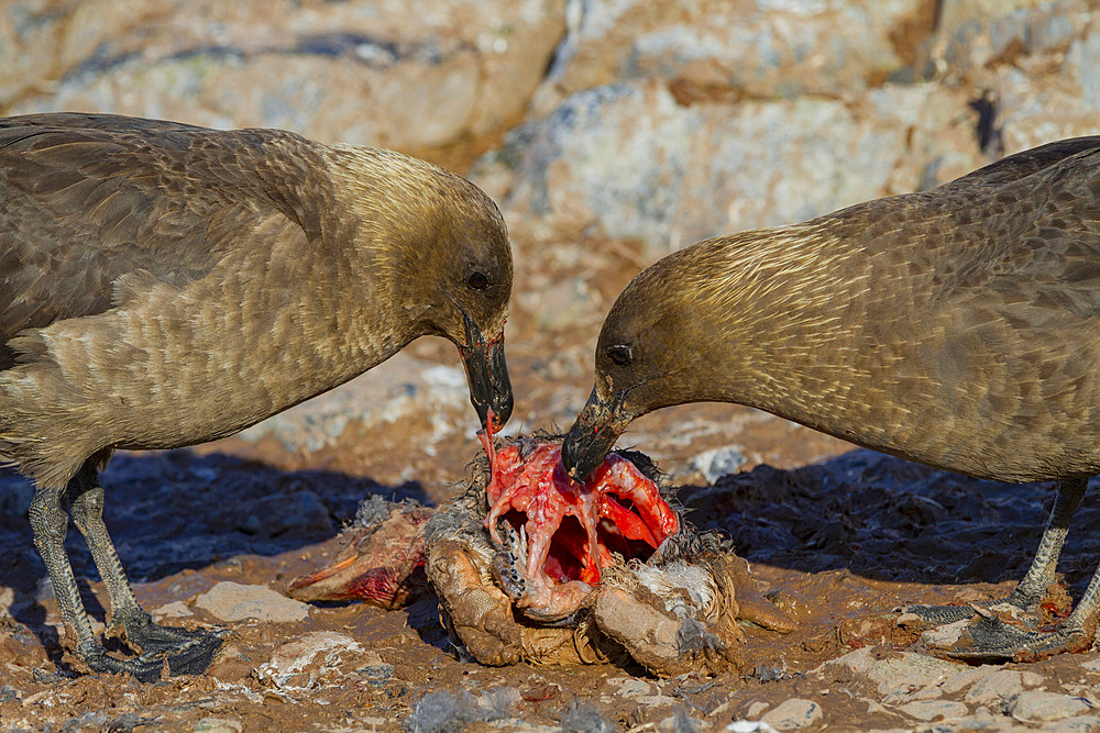 Adult brown skuas (Catharacta antarctica) feeding on a penguin carcass near the Antarctic peninsula, Antactica, Polar Regions