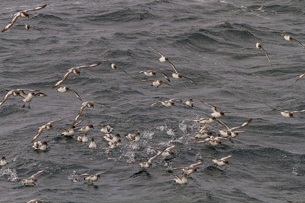 Adult cape petrels (Daption capense) feeding near Deception Island, Antarctica, Southern Ocean, Polar Regions