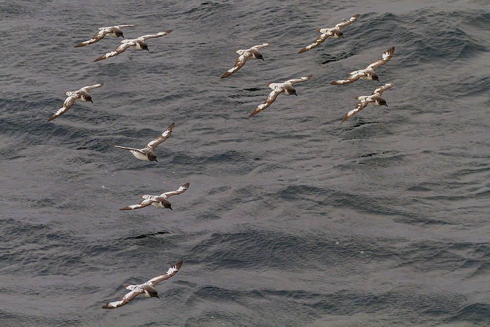 Adult cape petrels (Daption capense) feeding near Deception Island, Antarctica, Southern Ocean, Polar Regions