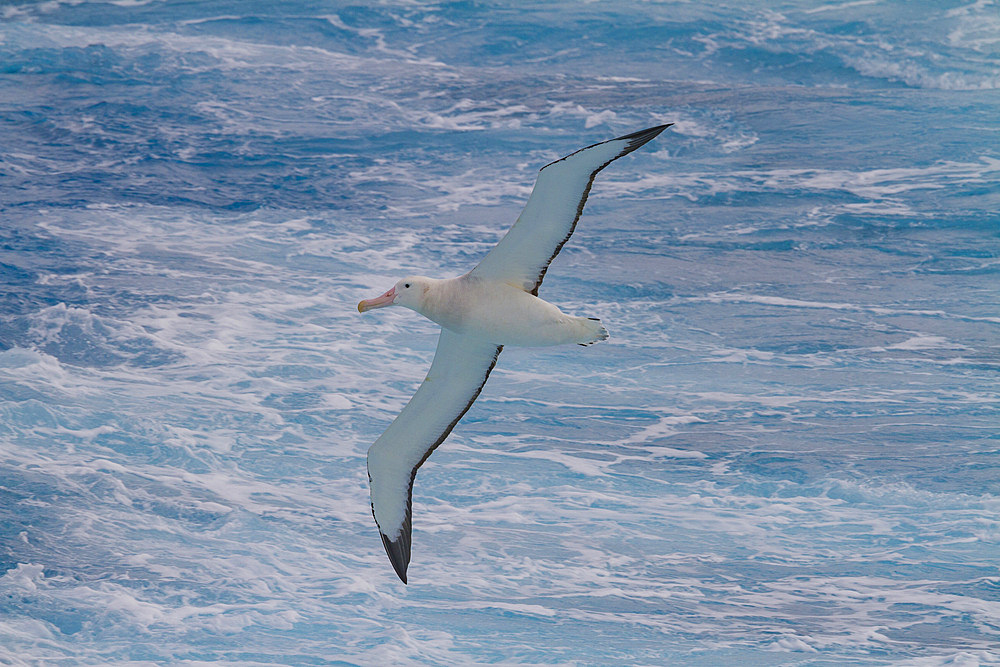 Young wandering albatross (Diomedea exulans) on the wing near the Antarctic Peninsula, Southern Ocean, Polar Regions